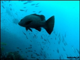 2010-11,12-Australia-2---GBR-diving-006.jpg