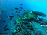 2010-11,12-Australia-2---GBR-diving-007.jpg