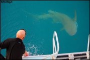 2010-11,12-Australia-2---GBR-diving-049.jpg