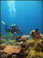 2010-11,12-Australia-2---GBR-diving-141.jpg