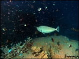 2010-11,12-Australia-2---GBR-diving-142.jpg