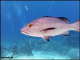 2010-11,12-Australia-2---GBR-diving-144.jpg