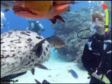 2010-11,12-Australia-2---GBR-diving-150.jpg