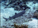 2010-11,12-Australia-2---GBR-diving-153.jpg