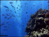 2010-11,12-Australia-2---GBR-diving-160.jpg