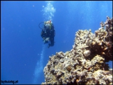 2010-11,12-Australia-2---GBR-diving-162.jpg