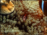 2010-11,12-Australia-2---GBR-diving-163.jpg