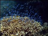 2010-11,12-Australia-2---GBR-diving-172.jpg