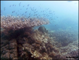 2010-11,12-Australia-2---GBR-diving-175.jpg