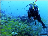 2010-11,12-Australia-2---GBR-diving-178.jpg