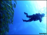 2010-11,12-Australia-2---GBR-diving-180.jpg