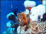 2010-11,12-Australia-2---GBR-diving-181.jpg