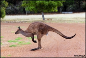 2010-11,12-Australia-4---Kangaroo_Victoria-080.jpg