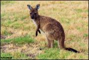 2010-11,12-Australia-4---Kangaroo_Victoria-081.jpg