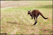 2010-11,12-Australia-4---Kangaroo_Victoria-082.jpg