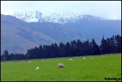 2011-10,11_NZ_250.jpg